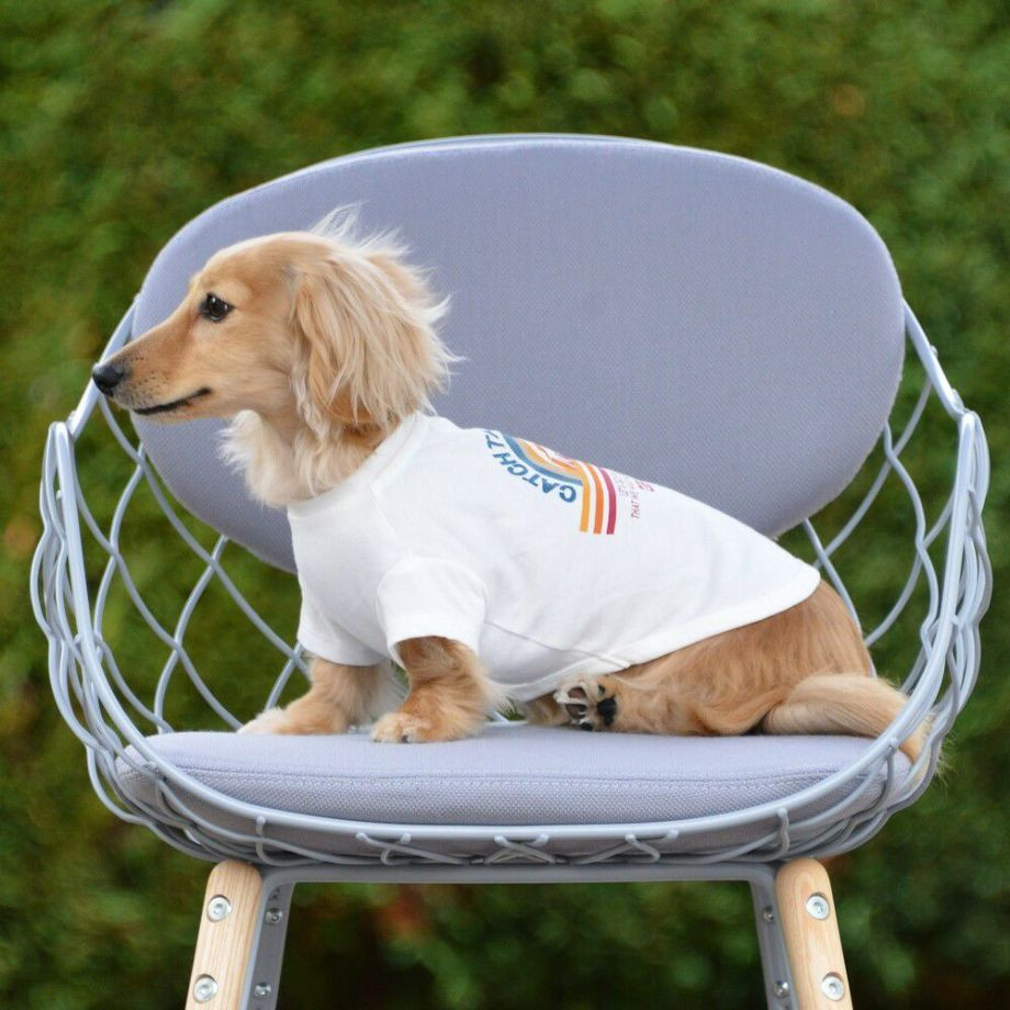 グラフィックＴシャツロゴ【DM】ダックスフンド専用サイズ  犬  GEWALK  ジウォーク  Tシャツ・カットソー