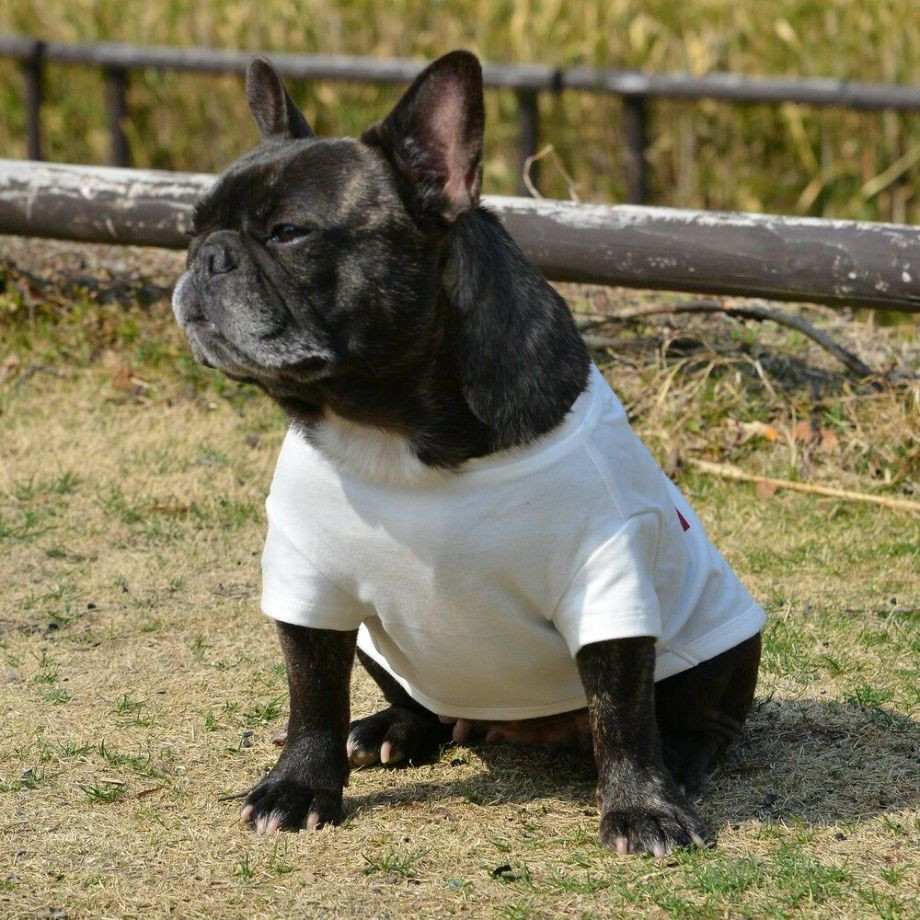 グラフィックＴシャツロゴ【BM】ブルドッグ専用サイズ  犬  GEWALK  ジウォーク  Tシャツ・カットソー