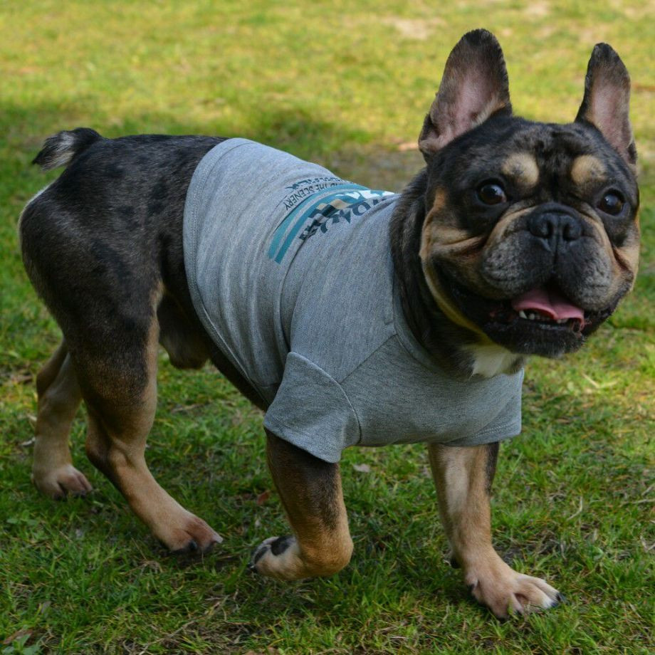 グラフィックＴシャツロゴ【BM】ブルドッグ専用サイズ  犬  GEWALK  ジウォーク  Tシャツ・カットソー