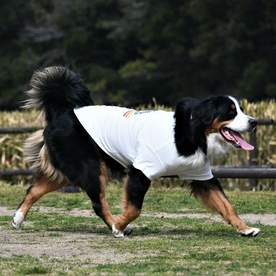 グラフィックＴシャツロゴ【3XL】  犬  GEWALK  ジウォーク  Tシャツ・カットソー