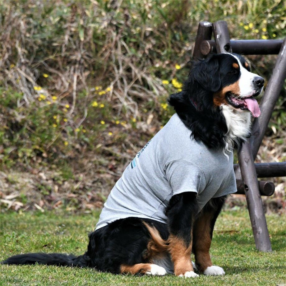 グラフィックＴシャツロゴ【3XL】  犬  GEWALK  ジウォーク  Tシャツ・カットソー