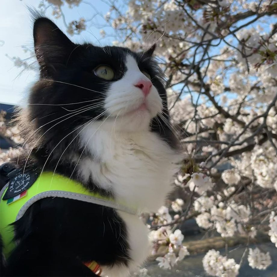 リベルタ　フルオ【3号】  犬猫用  TRE PONTI  トレポンティ  ハーネス