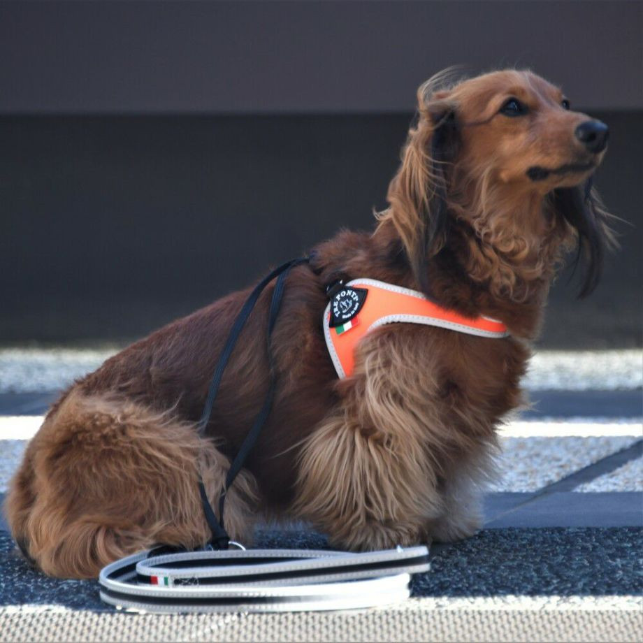 リベルタ　フルオ【3号】  犬  TRE PONTI  トレポンティ  ハーネス