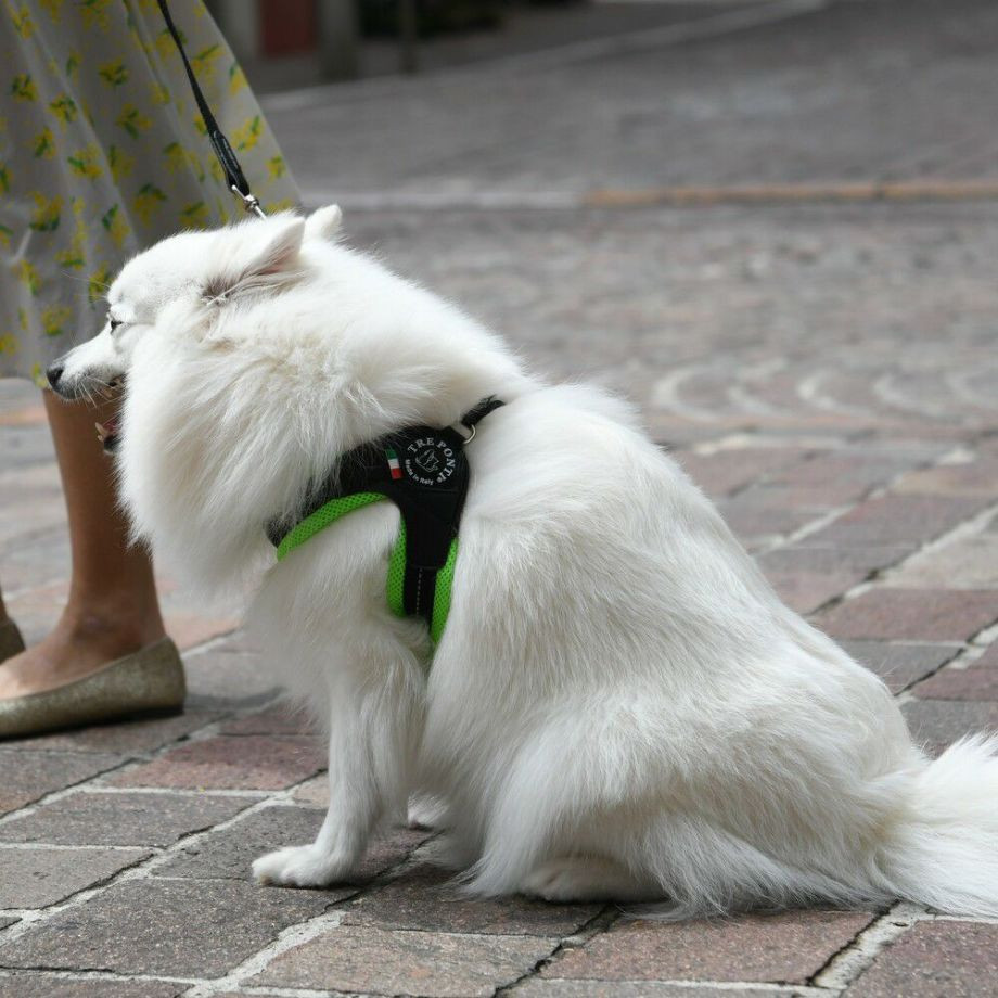 リベルタ　ソフトメッシュ【3号】  犬  TRE PONTI  トレポンティ  ハーネス