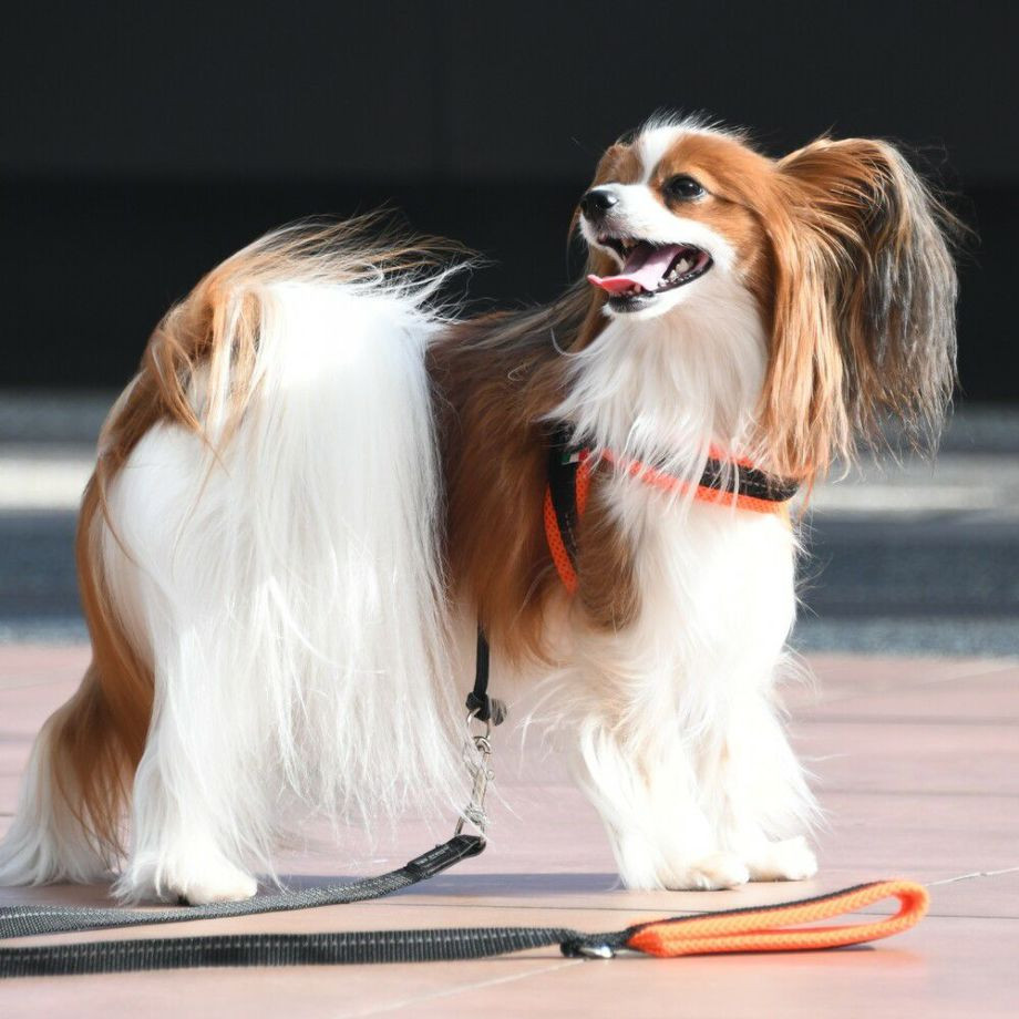 リベルタ　ソフトメッシュ【3号】  犬  TRE PONTI  トレポンティ  ハーネス