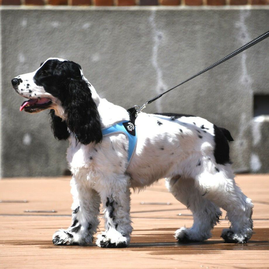 フィッビア　リフレクティブ【3号.3.5号】  犬  TRE PONTI  トレポンティ  ハーネス