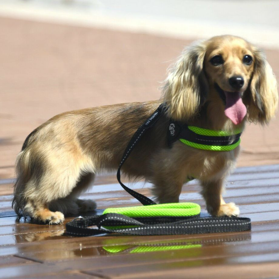 フィッビア　ソフトメッシュ【3号 3.5号】  犬  TRE PONTI  トレポンティ  ハーネス