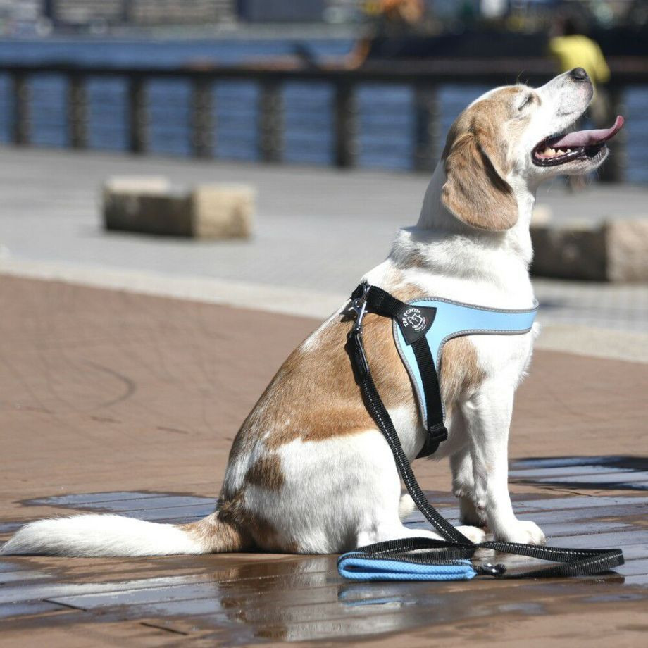 フィッビア　アジャスタブルタイプ　リフレクティブ【4号】  犬  TRE PONTI  トレポンティ  ハーネス