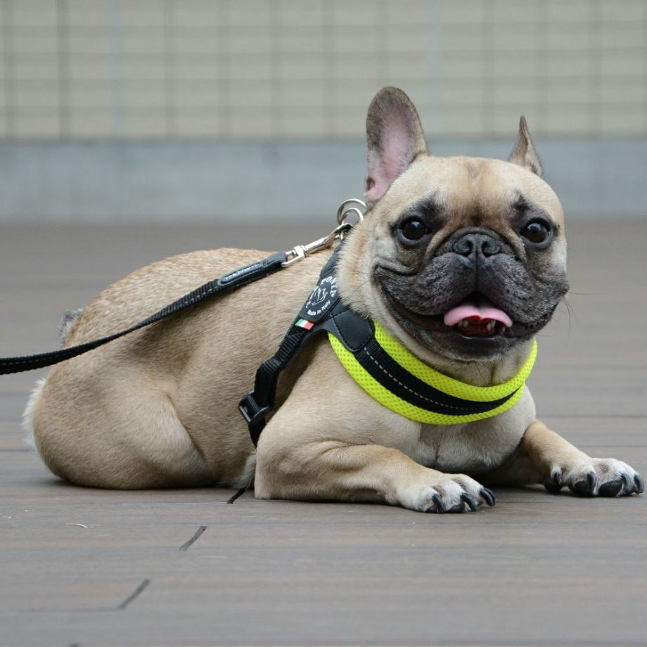 フィッビア　アジャスタブルタイプ　ソフトメッシュ【2号　2.5号】  犬  TRE PONTI  トレポンティ  ハーネス