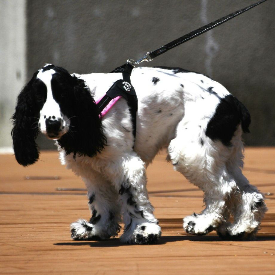 フィッビア　アジャスタブルタイプ　ソフトメッシュ【3号 3.5号】  犬猫用  TRE PONTI  トレポンティ  ハーネス