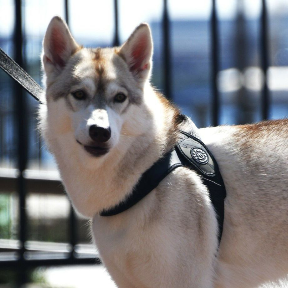 プリモ　カモフラージュ  犬  TRE PONTI  トレポンティ  ハーネス