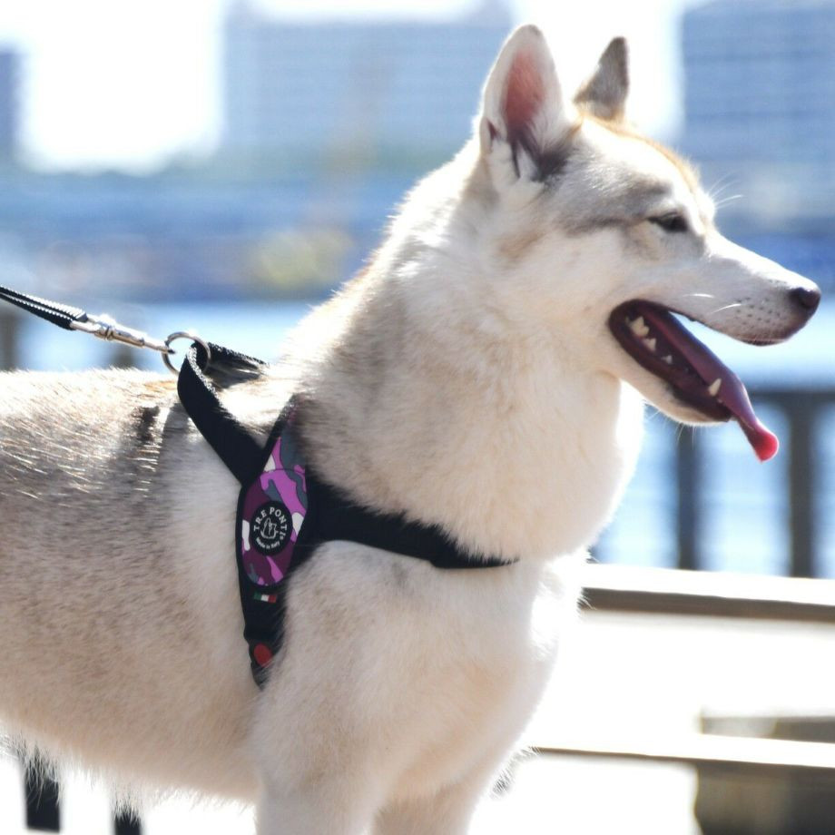 プリモ　カモフラージュ  犬  TRE PONTI  トレポンティ  ハーネス