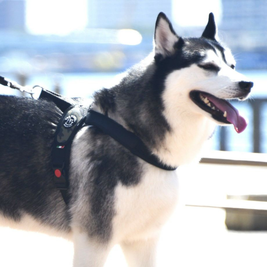 プリモ　カモフラージュ  犬  TRE PONTI  トレポンティ  ハーネス