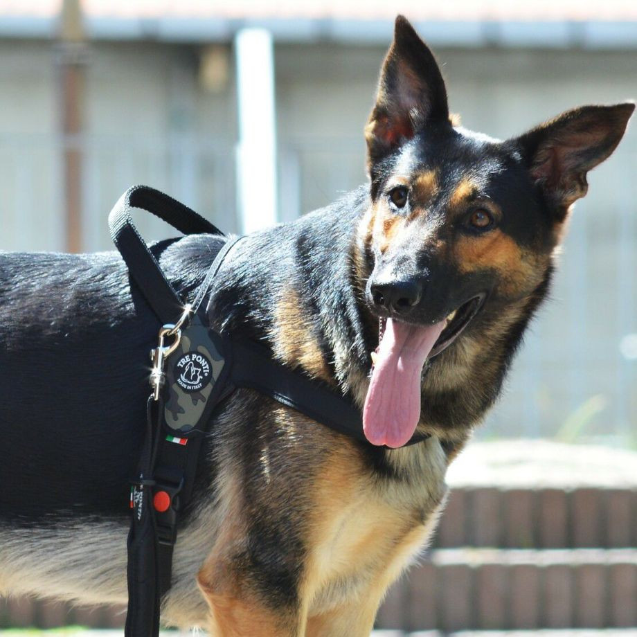 プリモ　カモフラージュ  犬  TRE PONTI  トレポンティ  ハーネス