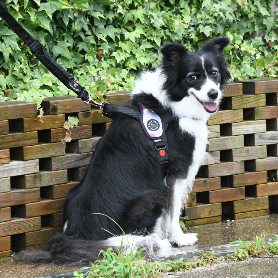 プリモ　カモフラージュ  犬  TRE PONTI  トレポンティ  ハーネス