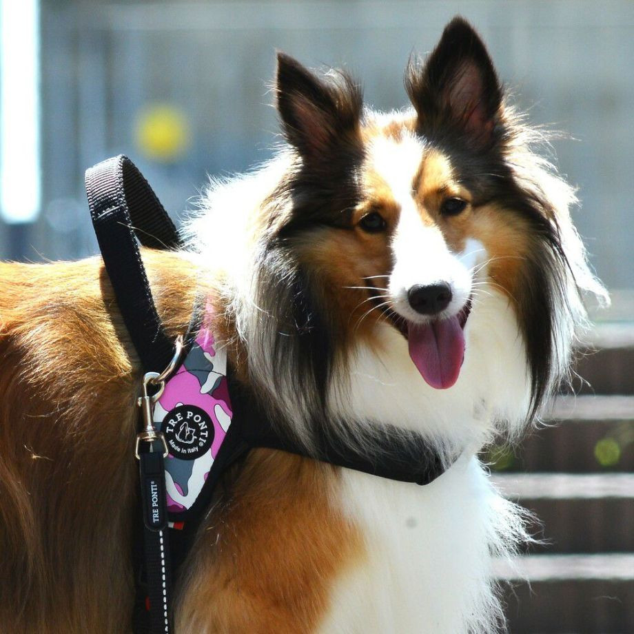 プリモ　カモフラージュ  犬  TRE PONTI  トレポンティ  ハーネス