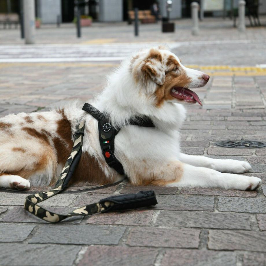 プリモ　カモフラージュ  犬  TRE PONTI  トレポンティ  ハーネス