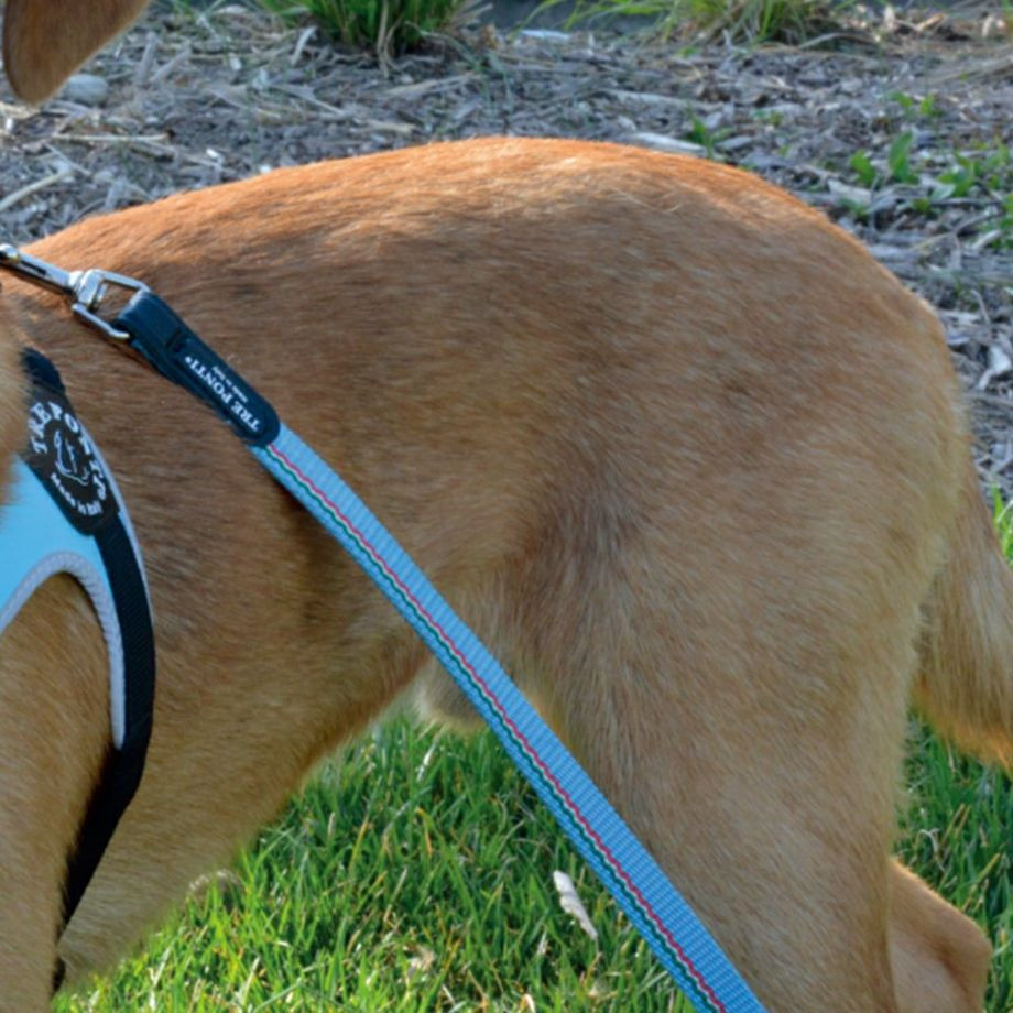 エコノミックリーシュ　イタリアンフラッグ  犬猫用  TRE PONTI  トレポンティ  リード