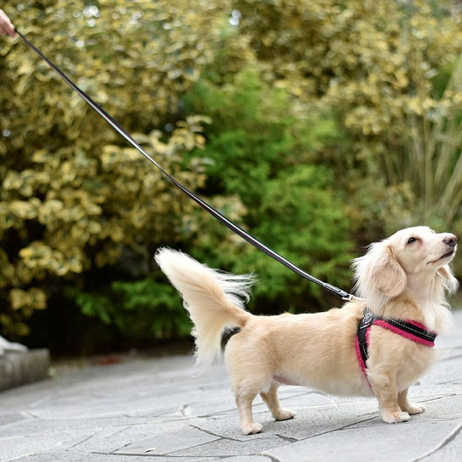 エコノミックリーシュ　イタリアンフラッグ  犬猫用  TRE PONTI  トレポンティ  リード