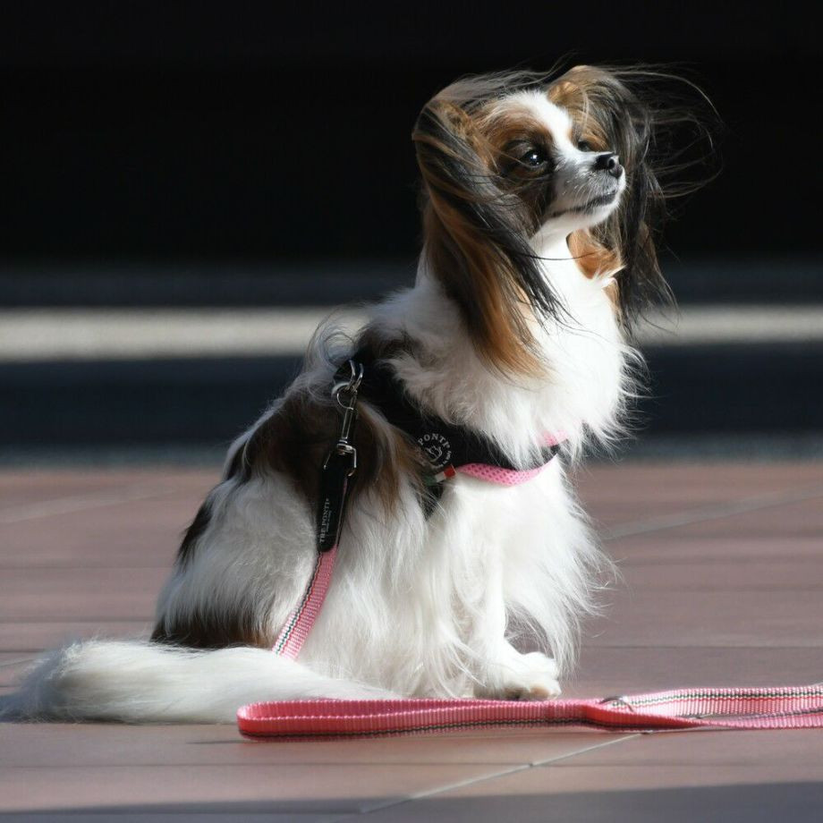 エコノミックリーシュ　イタリアンフラッグ  犬  TRE PONTI  トレポンティ  リード