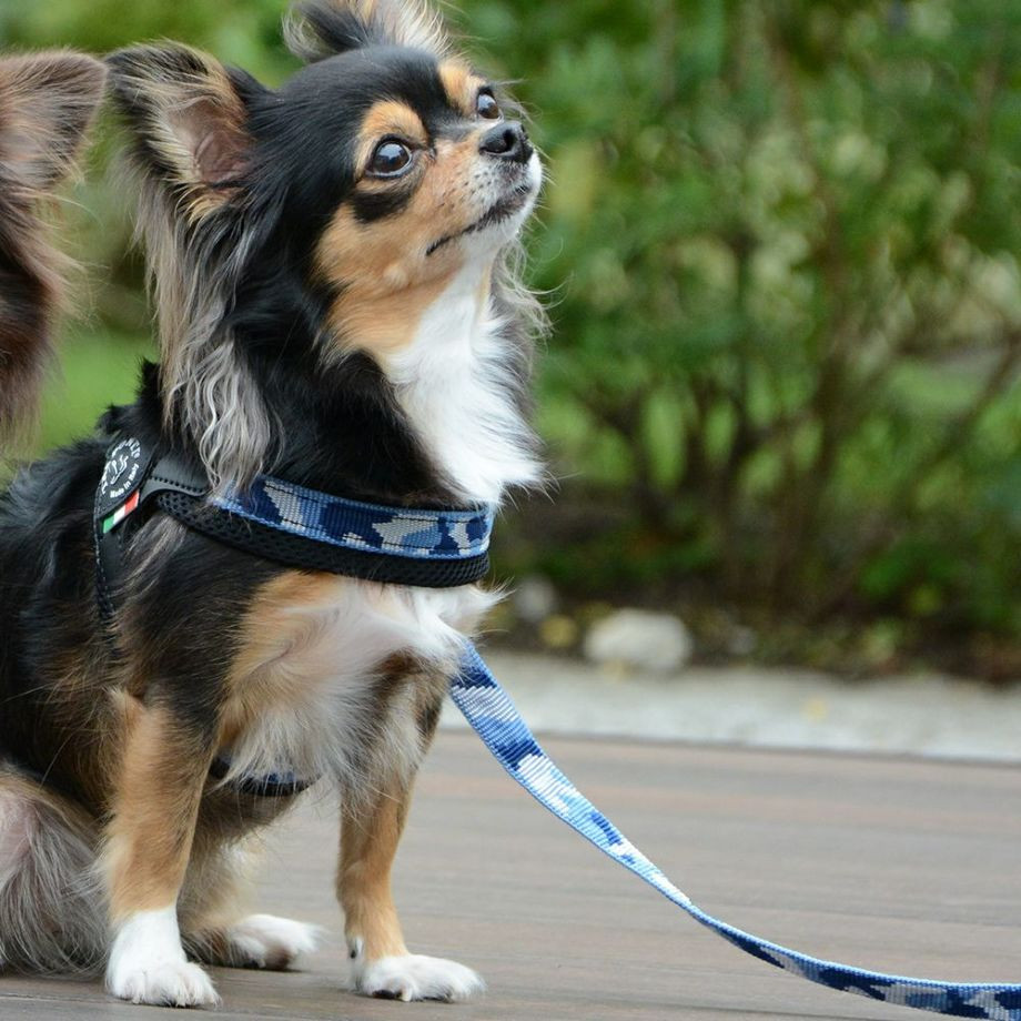 エコノミックリーシュ　カモフラージュ  犬猫用  TRE PONTI  トレポンティ  リード