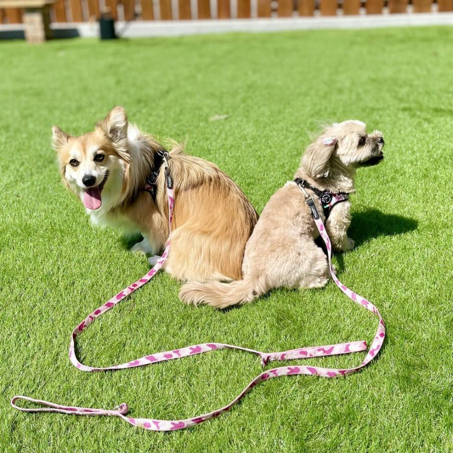 エコノミックリーシュ　カモフラージュ  犬猫用  TRE PONTI  トレポンティ  リード