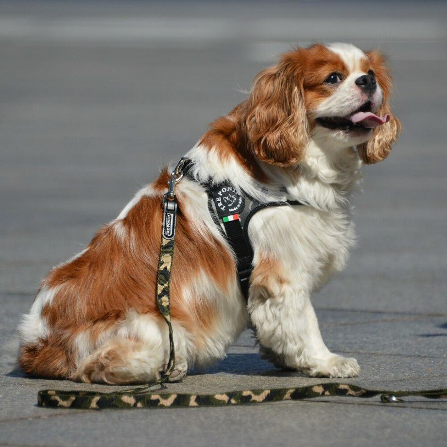 エコノミックリーシュ　カモフラージュ  犬  TRE PONTI  トレポンティ  リード