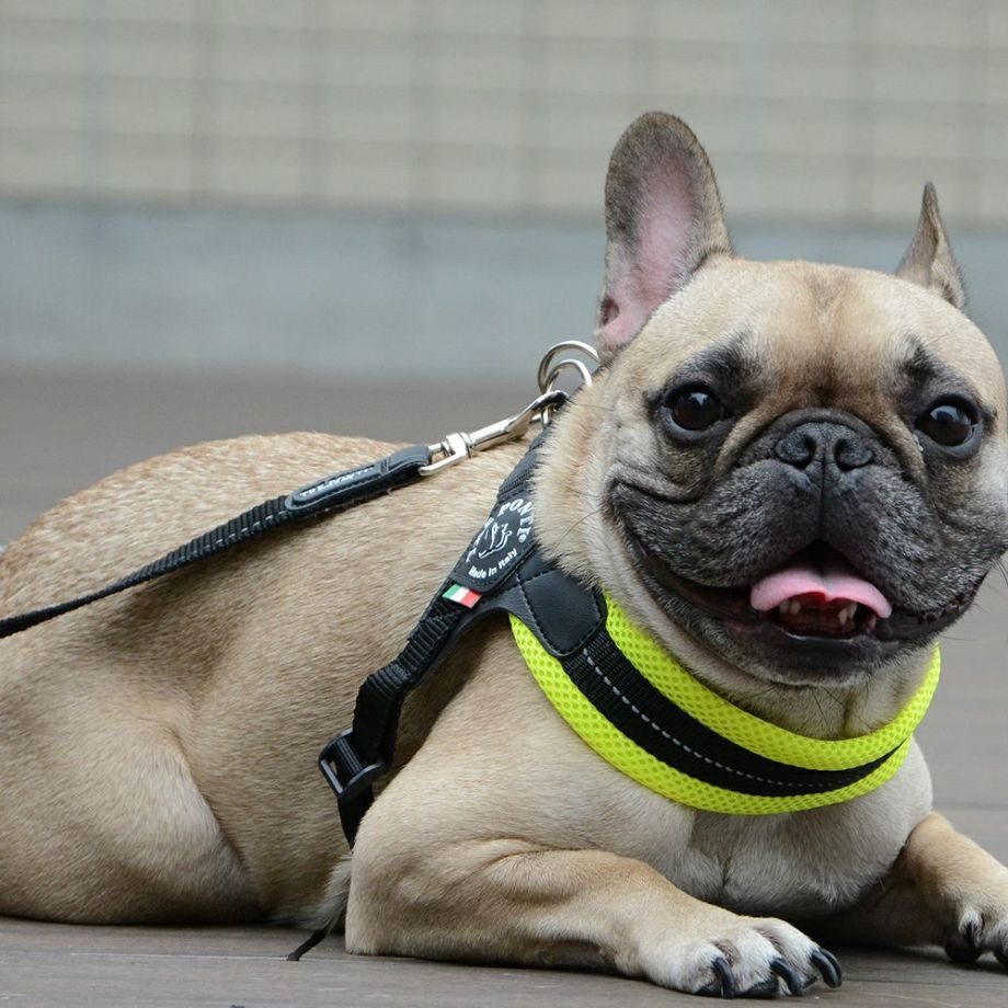 ソフトメッシュリーシュ  犬猫用  TRE PONTI  トレポンティ  リード