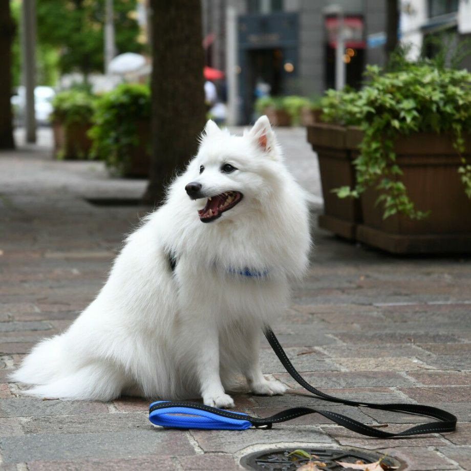 ソフトメッシュリーシュ  犬猫用  TRE PONTI  トレポンティ  リード