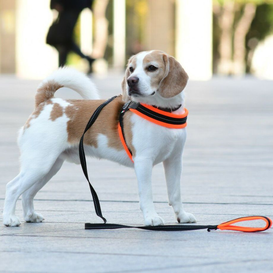 ソフトメッシュリーシュ  犬  TRE PONTI  トレポンティ  リード