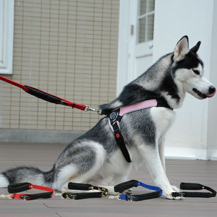 ダブルセーフティハンドルリーシュ【65】  犬  TRE PONTI  トレポンティ  リード