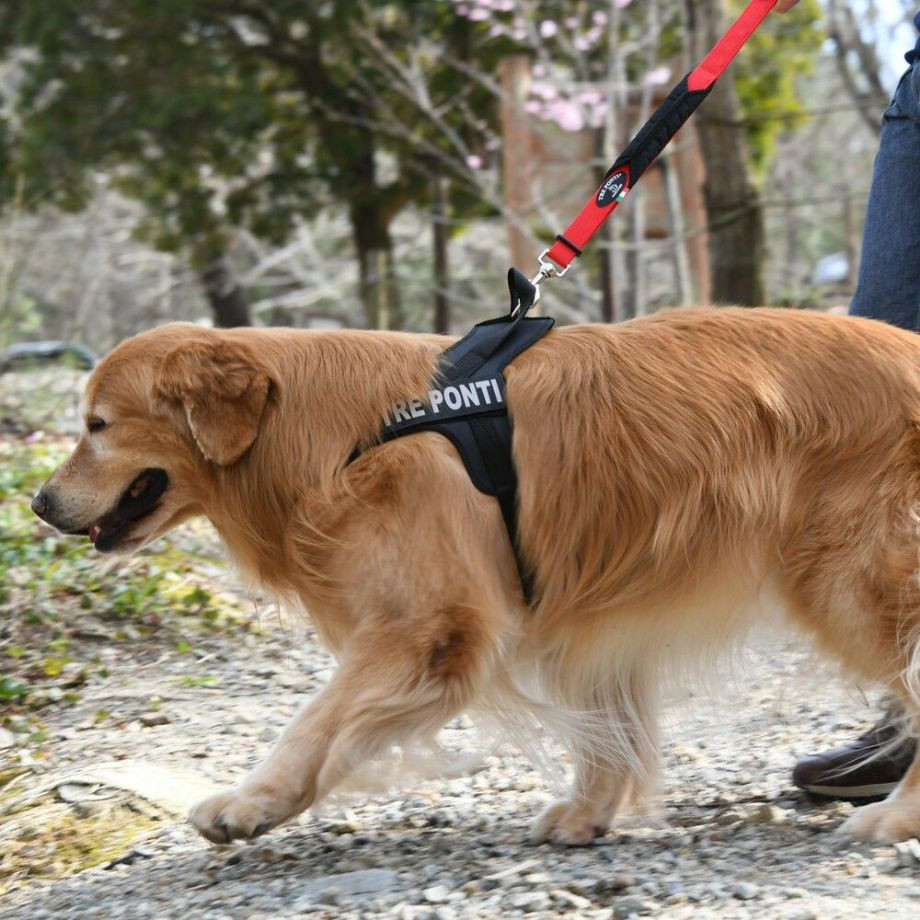 ダブルセーフティハンドルリーシュ【105】  犬  TRE PONTI  トレポンティ  リード