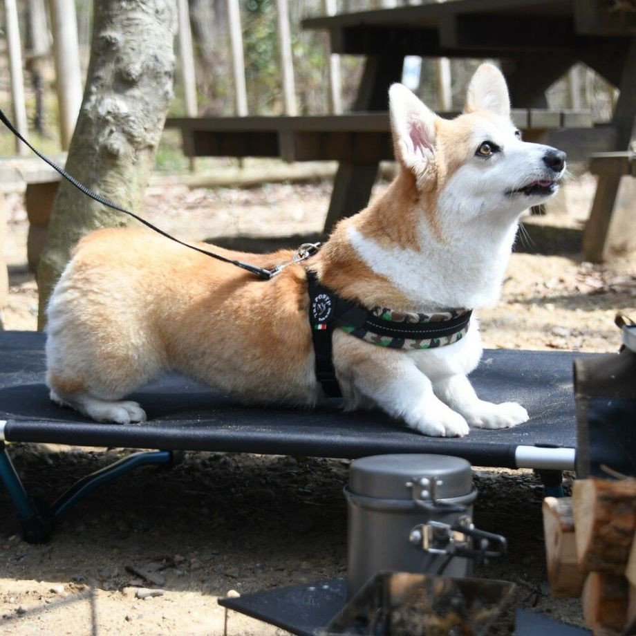 フィッビア　アジャスタブルタイプ　メッシュカモ【1号　1.5号】  犬  TRE PONTI  トレポンティ  ハーネス