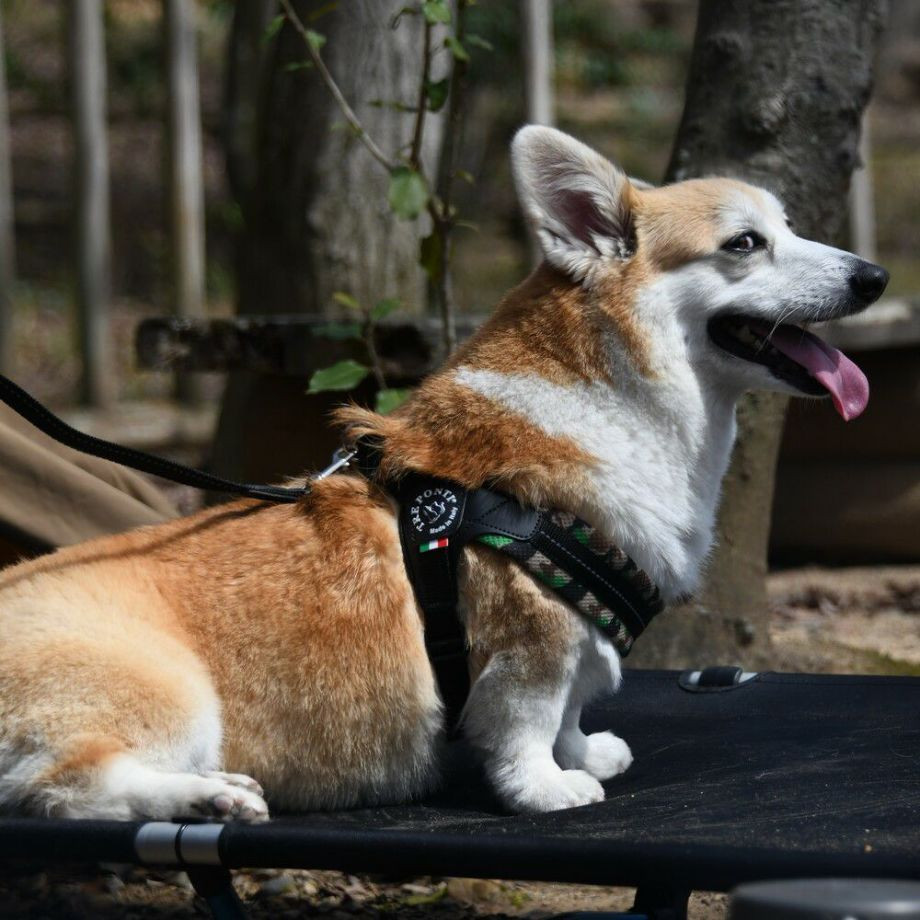 フィッビア　アジャスタブルタイプ　メッシュカモ【1号　1.5号】  犬  TRE PONTI  トレポンティ  ハーネス