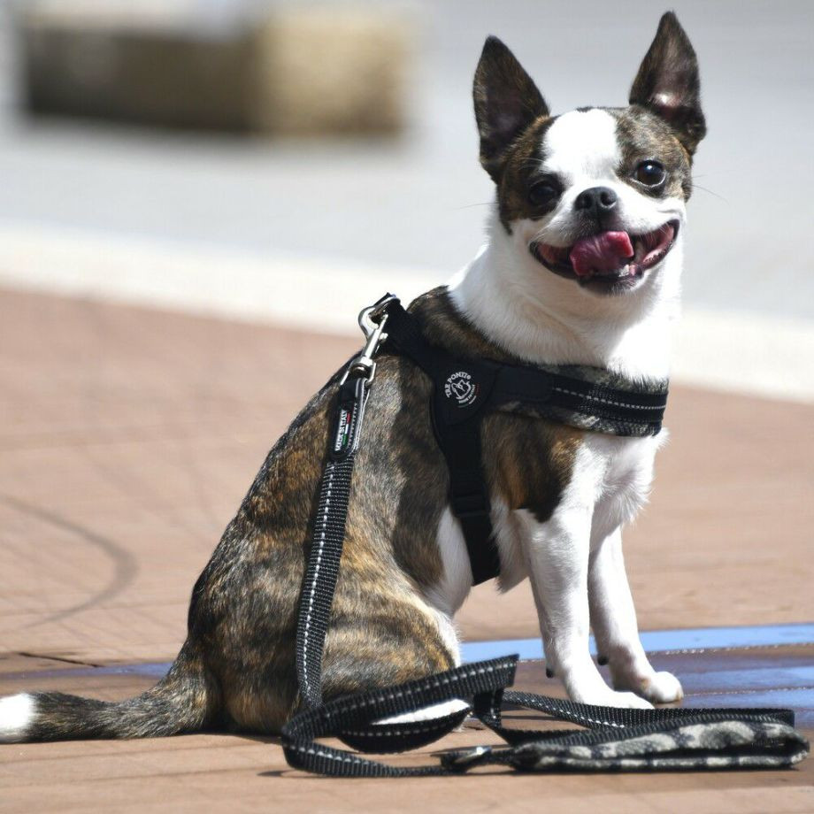 フィッビア　アジャスタブルタイプ　メッシュカモ【1号　1.5号】  犬  TRE PONTI  トレポンティ  ハーネス