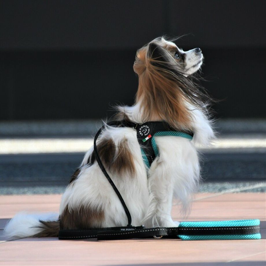 リベルタ　ソフトメッシュ　パステル【1号　1.5号】  犬  TRE PONTI  トレポンティ  ハーネス