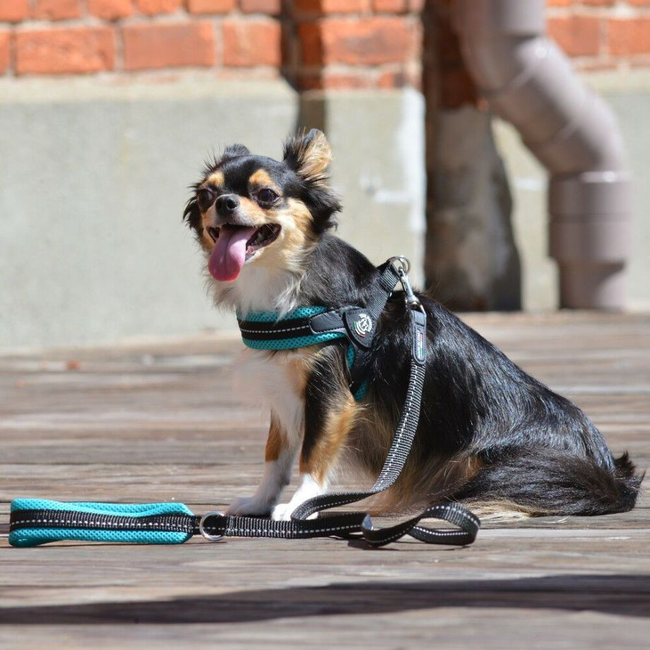 フィッビア　アジャスタブルタイプ　ソフトメッシュ　パステル【1号　1.5号】  犬  TRE PONTI  トレポンティ  ハーネス