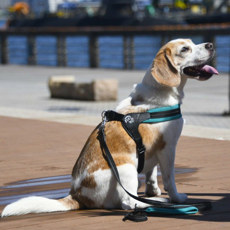 フィッビア　アジャスタブルタイプ　ソフトメッシュ　パステル【3号 3.5号】  犬  TRE PONTI  トレポンティ  ハーネス