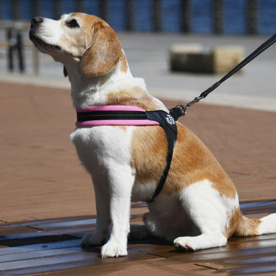 フィッビア　アジャスタブルタイプ　ソフトメッシュ　パステル【3号 3.5号】  犬  TRE PONTI  トレポンティ  ハーネス