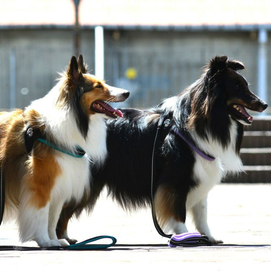 フィッビア　アジャスタブルタイプ　ソフトメッシュ　パステル【4号】  犬  TRE PONTI  トレポンティ  ハーネス