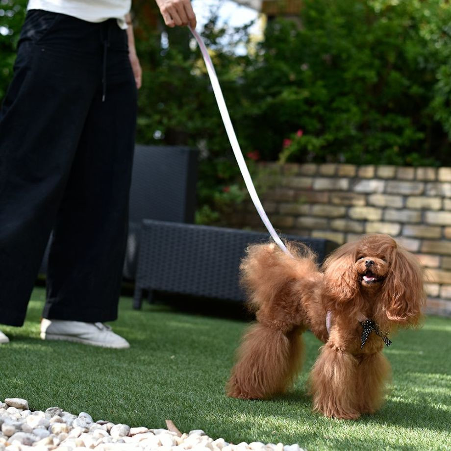 リーシュ　フォー　スモール　ブリーズ  犬  TRE PONTI  トレポンティ  リード