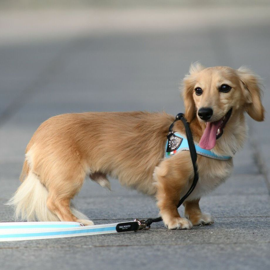 リーシュ　フォー　スモール　ブリーズ  犬  TRE PONTI  トレポンティ  リード