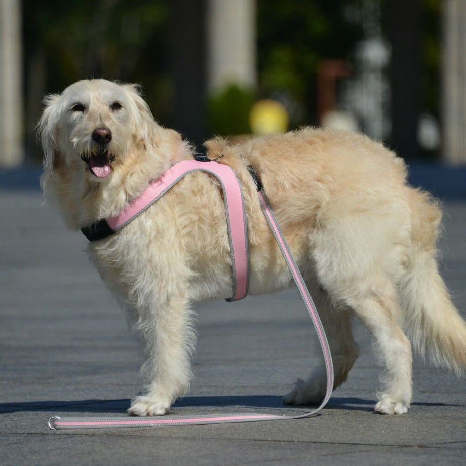 リーシュ　フォー　スモール　ブリーズ  犬  TRE PONTI  トレポンティ  リード