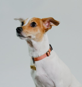 Sleepypod Locking Martingale Collar SW